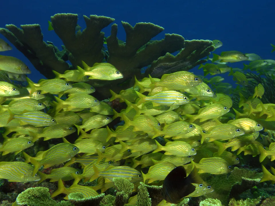 A large school of yellow fish with blue stripes swims near a large, dark coral formation in clear blue water.