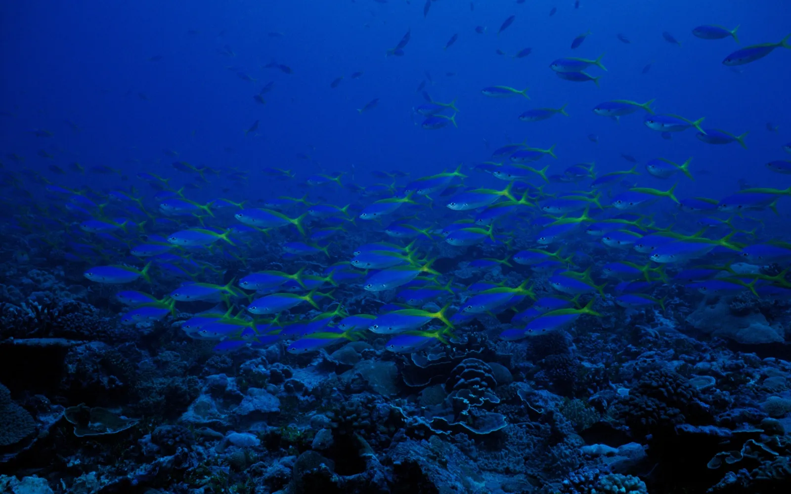 A large school of blue and yellow fish swims over a coral reef in deep blue ocean water.