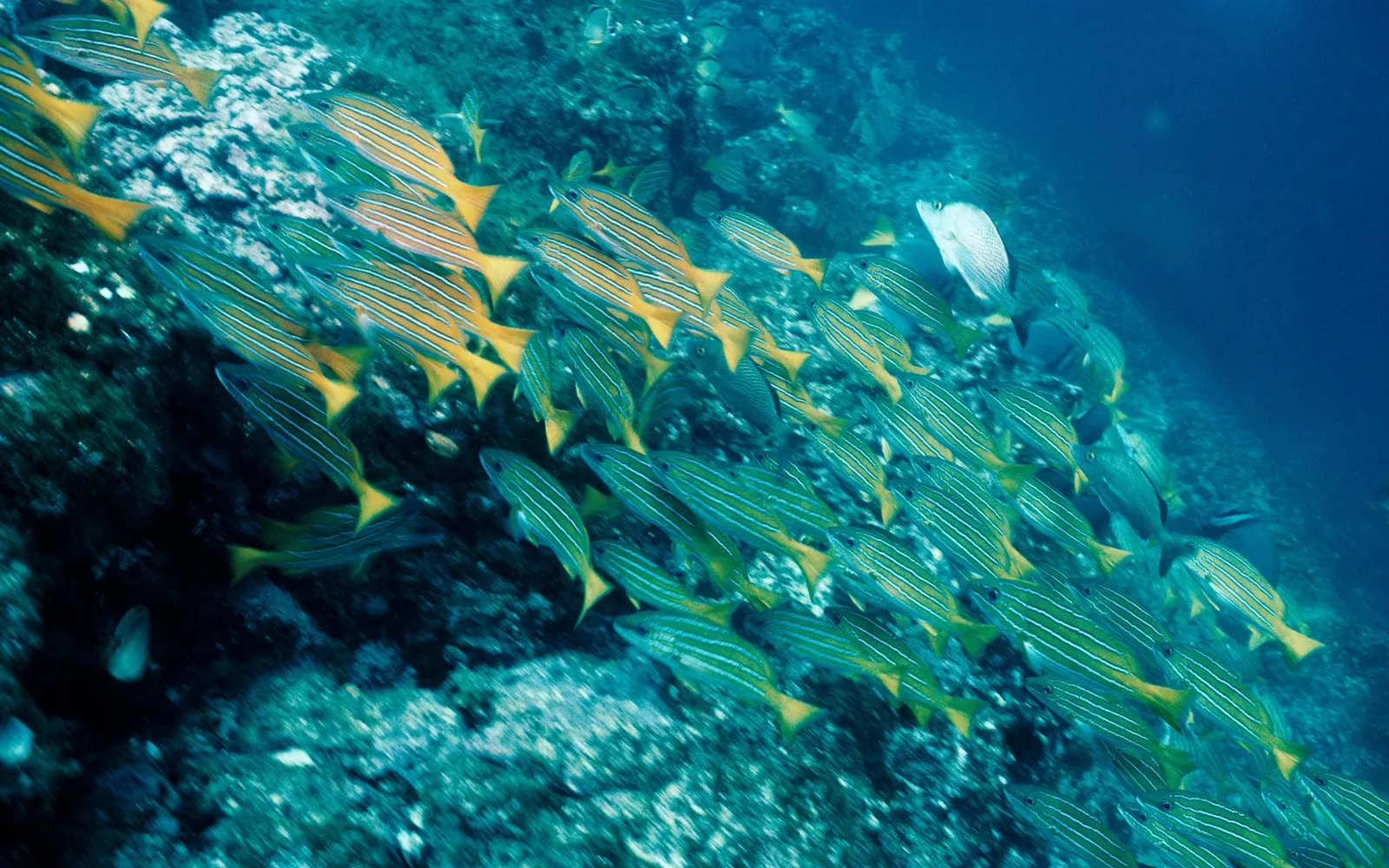 A large school of yellow and blue striped fish swims together in clear blue ocean water near a rocky reef.