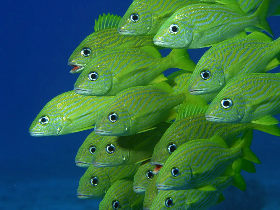 A school of bright yellow and blue striped fish swim together in clear blue ocean water.