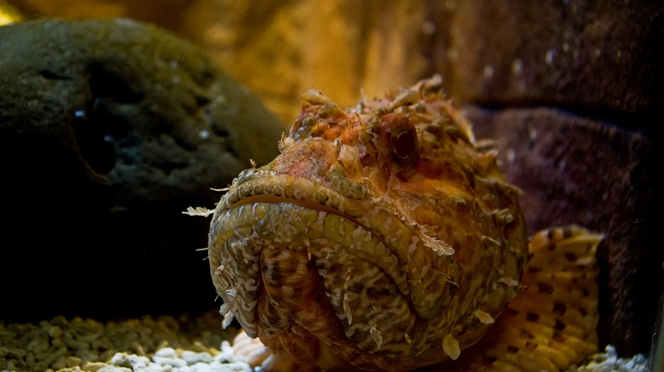 A detailed close-up of a scorpionfish's head, showing its textured skin and prominent eyes.