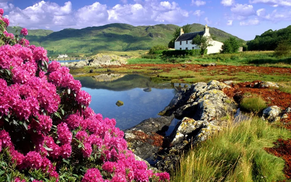 Bright pink rhododendrons bloom in the foreground, overlooking a calm loch with a white house and green hills in the background.
