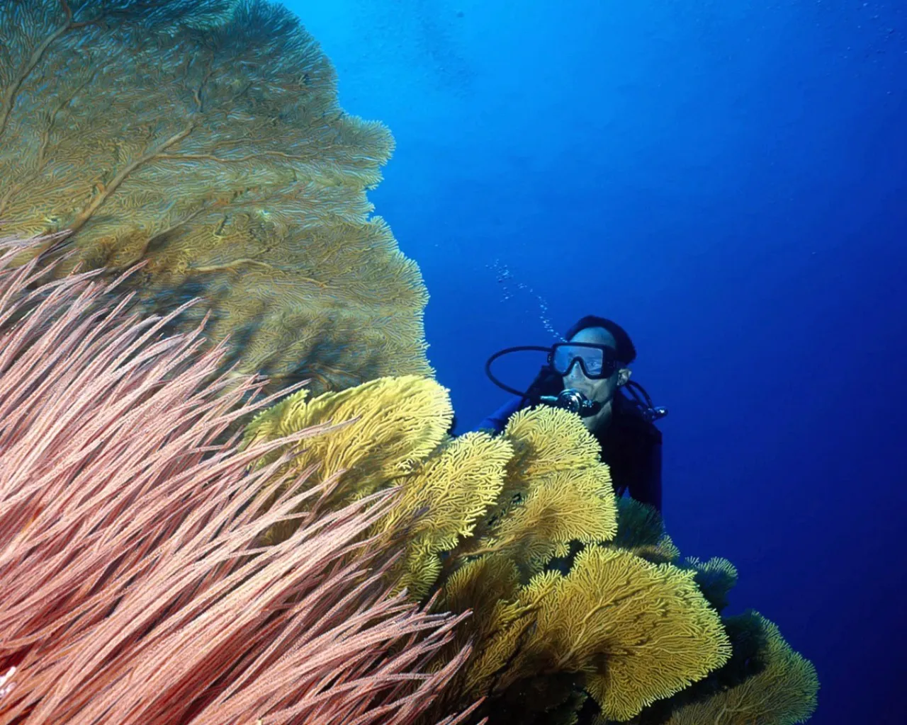 A scuba diver is partially hidden behind large, colorful sea fans in the deep blue ocean.