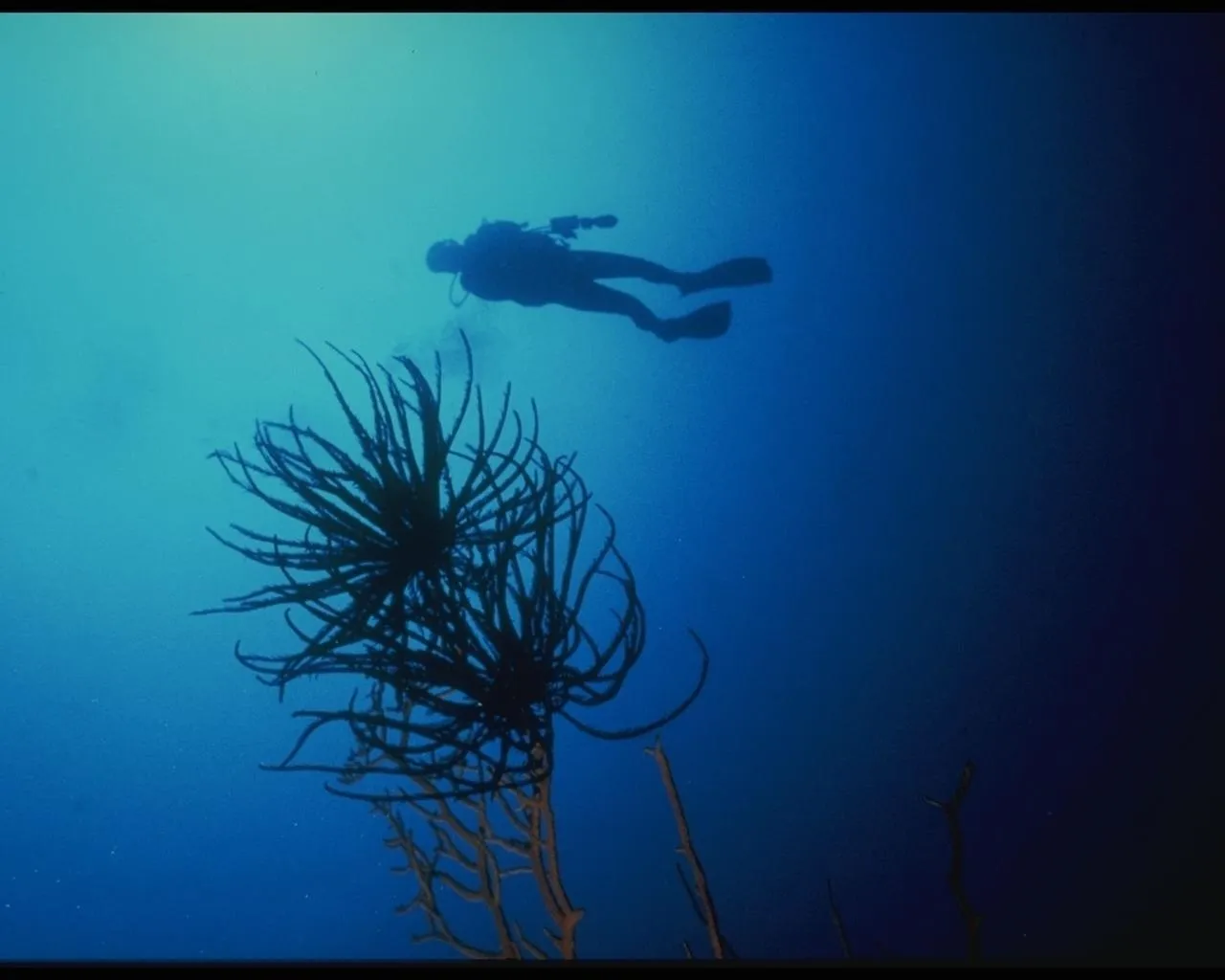 A scuba diver swims above a silhouetted coral formation in clear blue ocean water.
