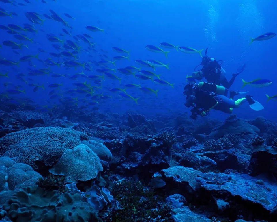 Two scuba divers explore a coral reef teeming with a large school of yellow and blue fish.