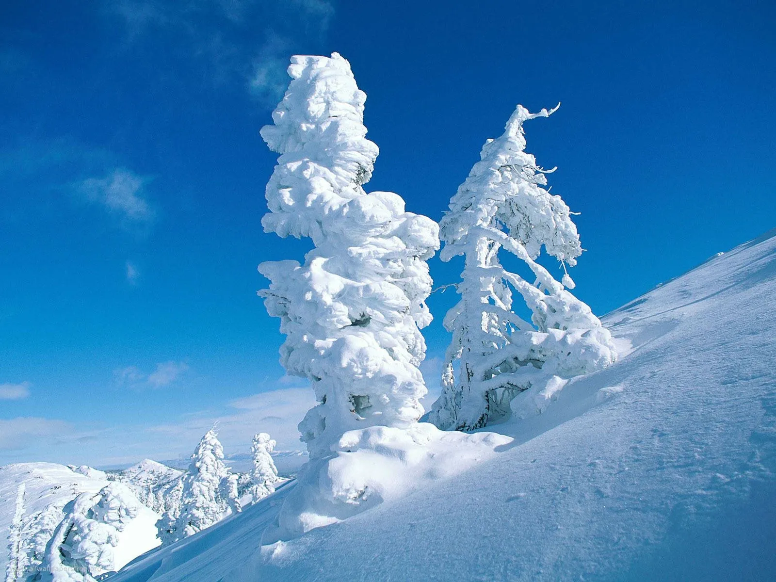 Two uniquely shaped trees heavily covered in snow stand on a steep snowy slope under a clear blue sky.