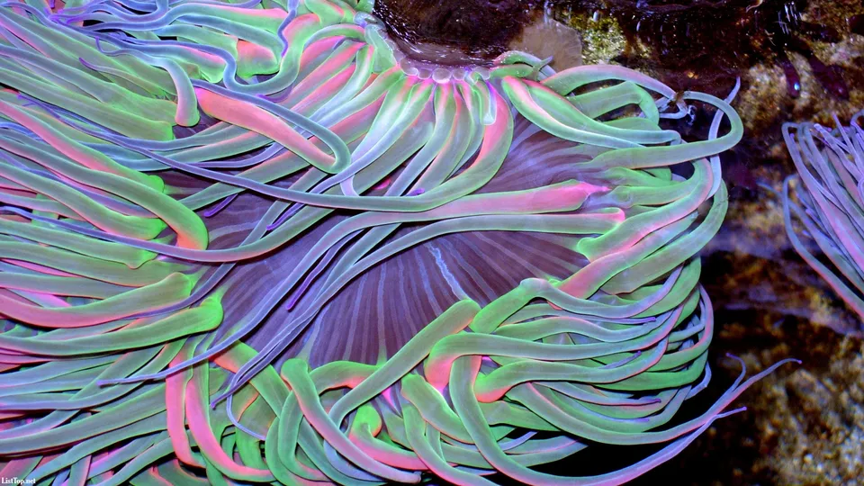 Close-up of a vibrant sea anemone with long, flowing tentacles in shades of green, pink, and purple.