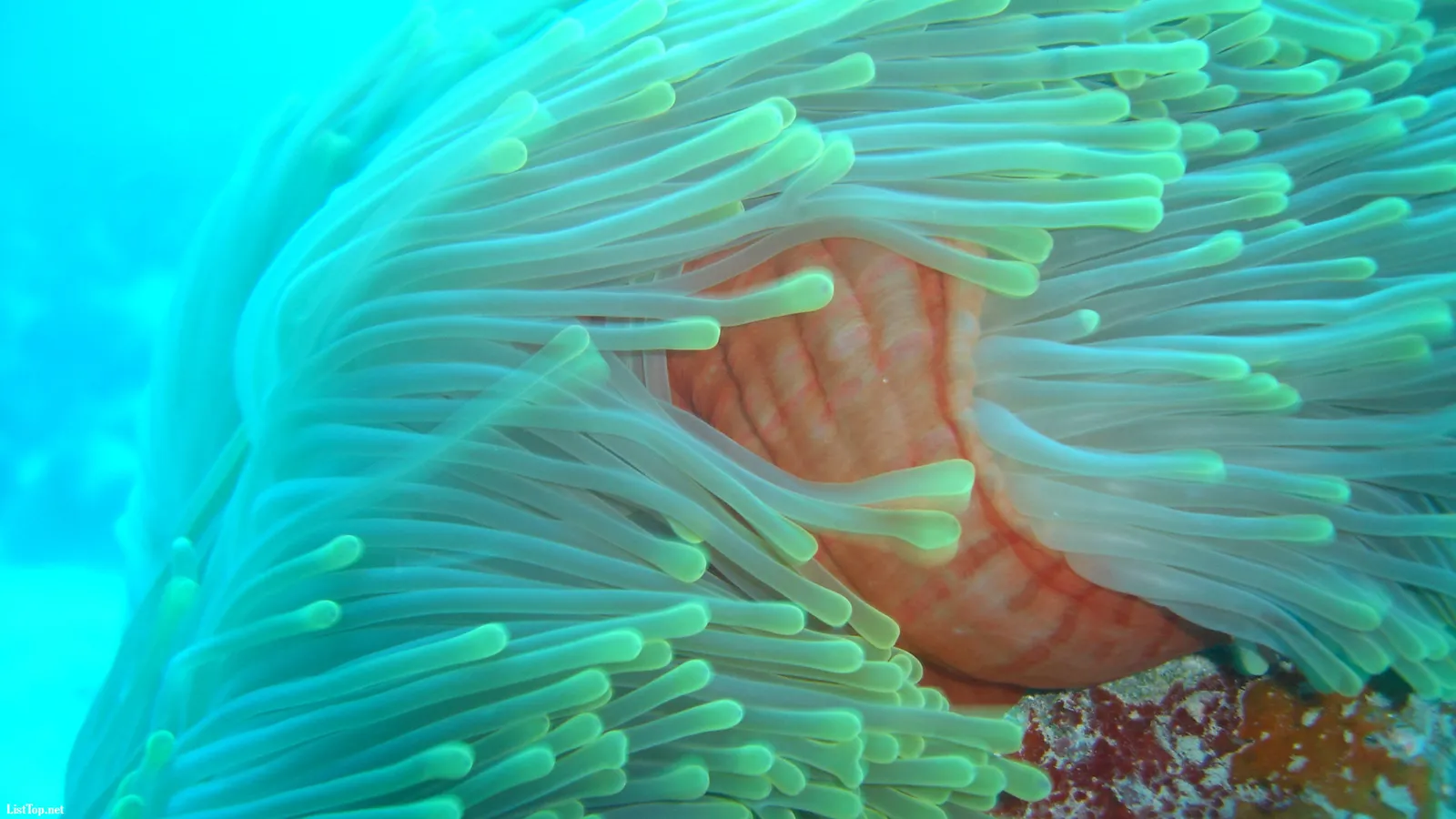 A close-up view of a sea anemone with its long, translucent tentacles in shades of green and blue.