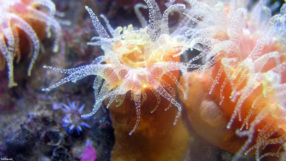 A close-up of a vibrant orange sea anemone with delicate, translucent tentacles.