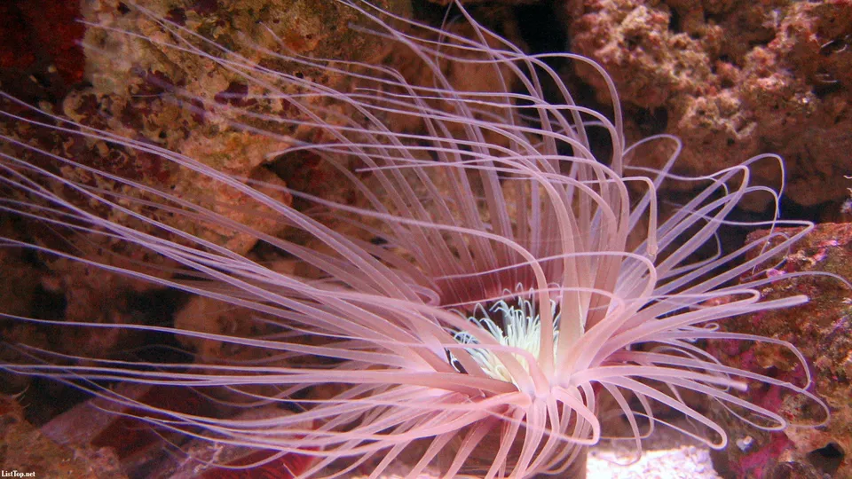 A close-up of a pale pink sea anemone with long, thin tentacles extended.