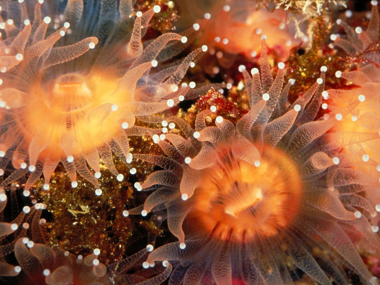 A close-up view of several orange sea anemones with translucent tentacles tipped with white.