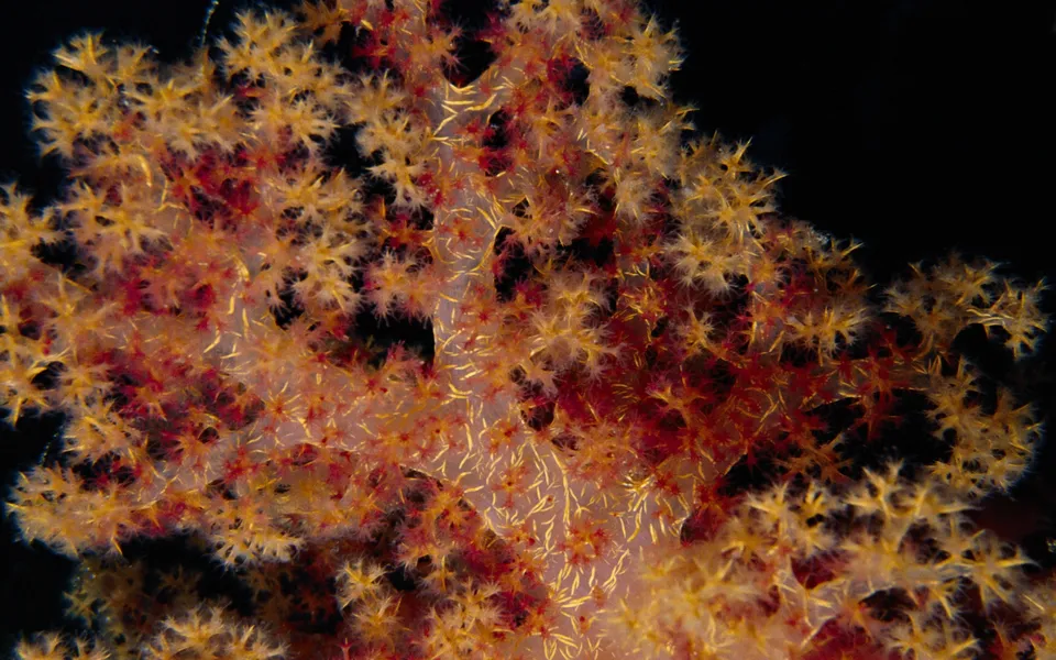 A detailed close-up of a sea fan coral with small, star-shaped polyps in shades of yellow, orange, and red against a dark background.