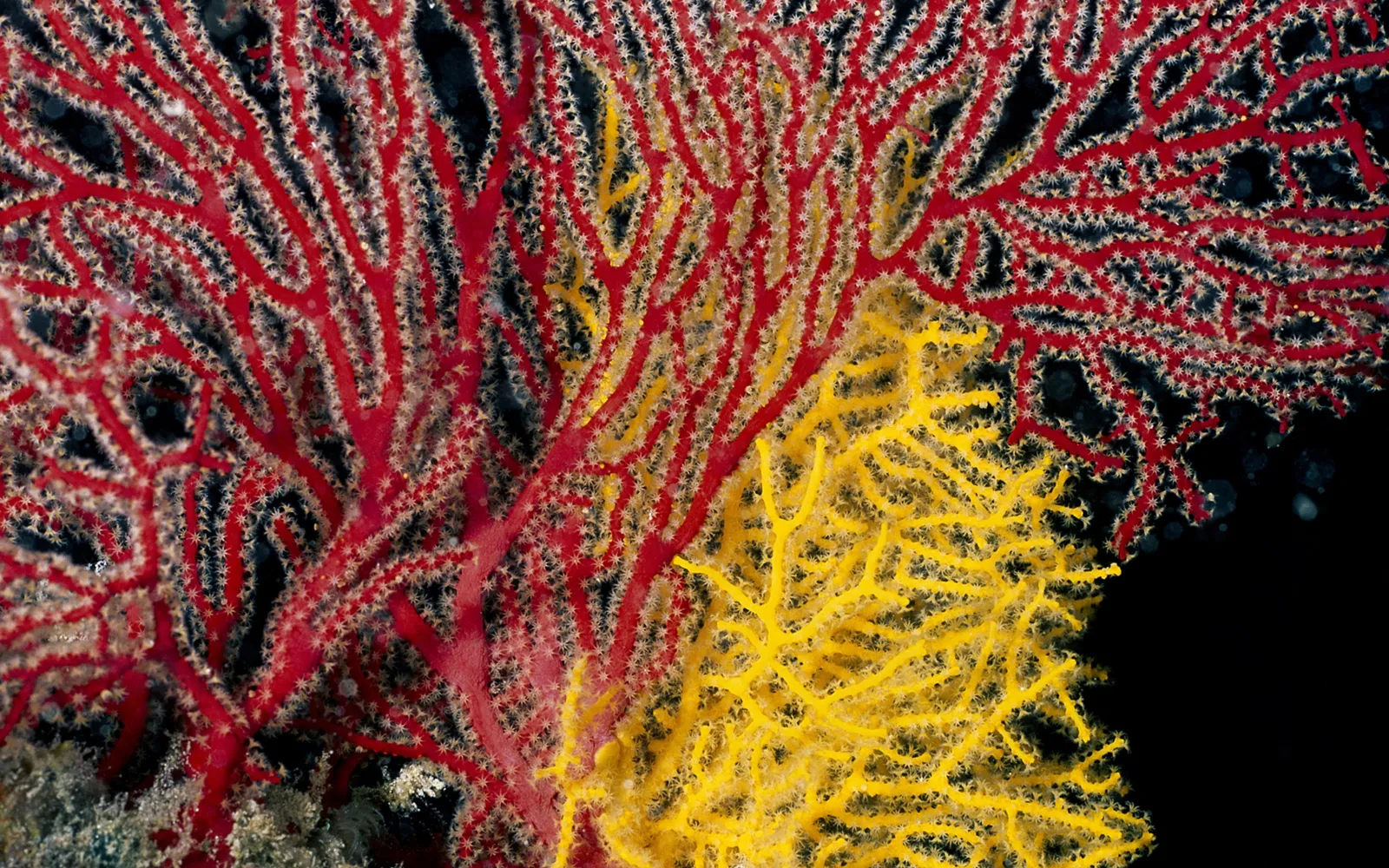 A close-up view of red and yellow sea fan coral against a black background.