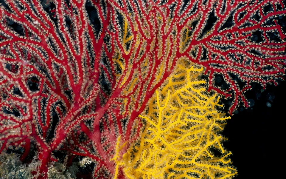 A close-up view of red and yellow sea fan coral against a black background.