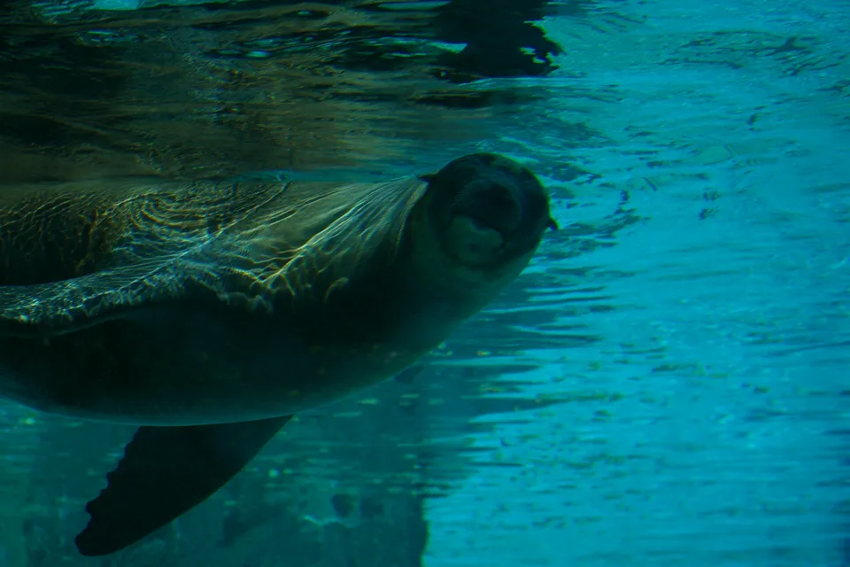 A sea lion swims underwater, looking towards the camera with its head slightly tilted.