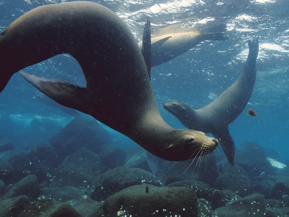 Three sea lions swim underwater near a rocky seabed, with sunlight filtering from above.