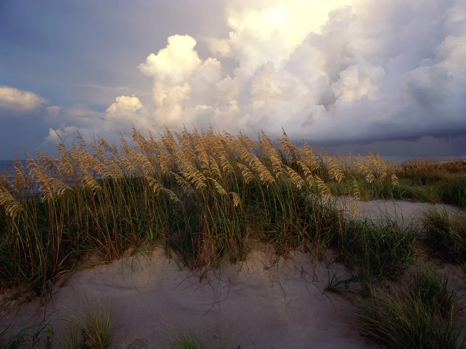 Tall, golden sea oats sway in the wind on sandy dunes, with a dramatic sky filled with clouds overhead.