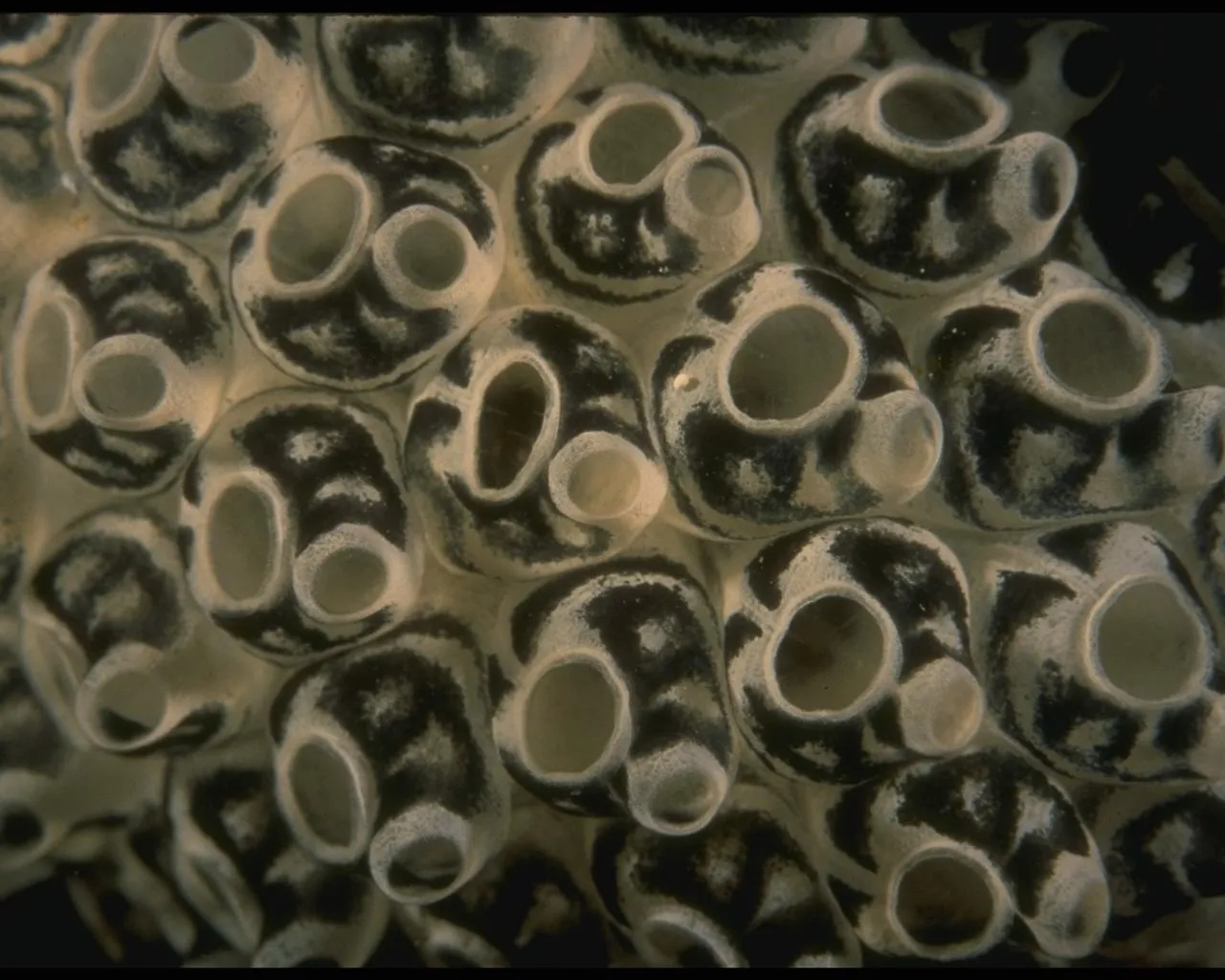 A close-up view of a cluster of colonial sea squirts with their distinctive openings.