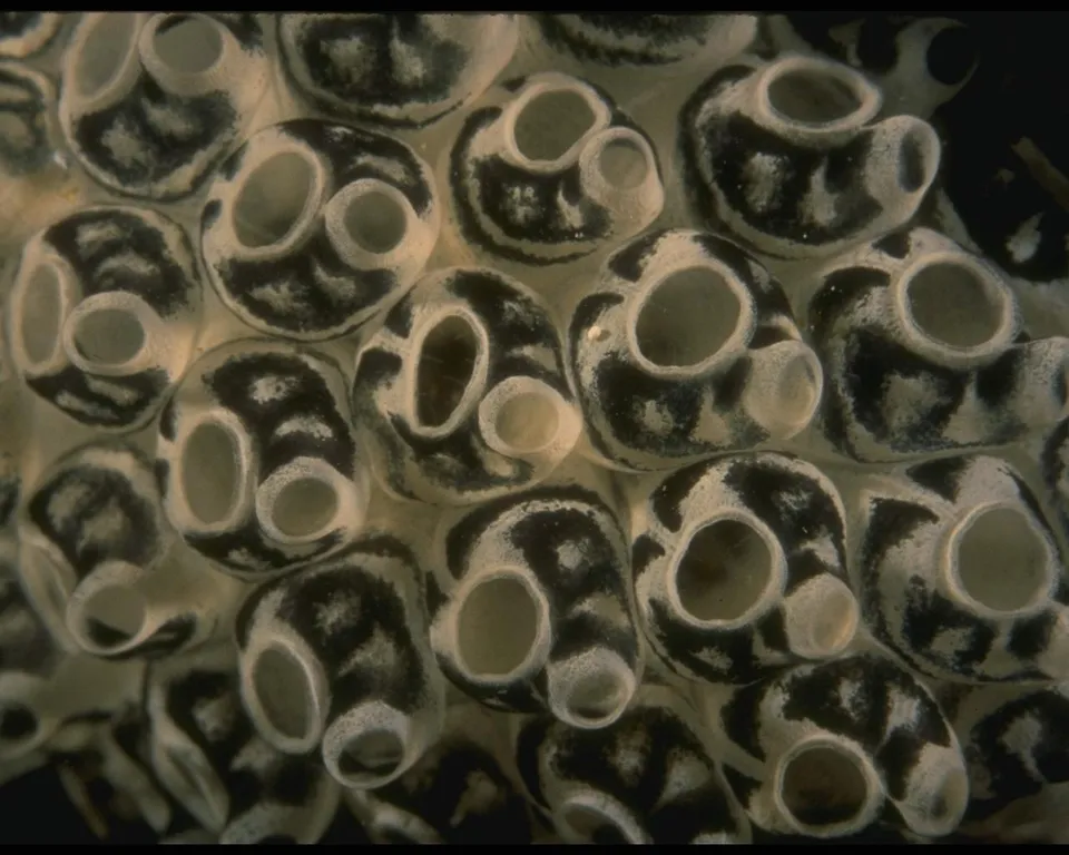 A close-up view of a cluster of colonial sea squirts with their distinctive openings.