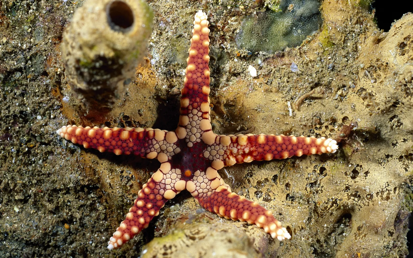 A close-up of a vibrant sea star with red and beige patterned arms resting on a textured underwater surface.