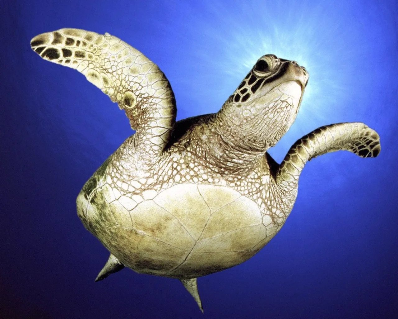 A sea turtle swims upwards towards the bright sunlight filtering from the ocean's surface.