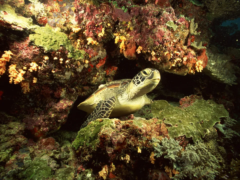 A green sea turtle rests on a coral formation in a vibrant underwater reef.