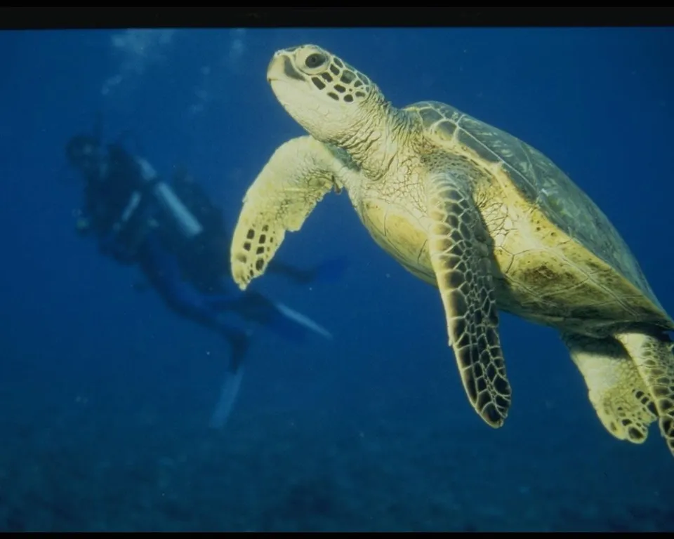 A sea turtle swims in blue water with a scuba diver in the background.