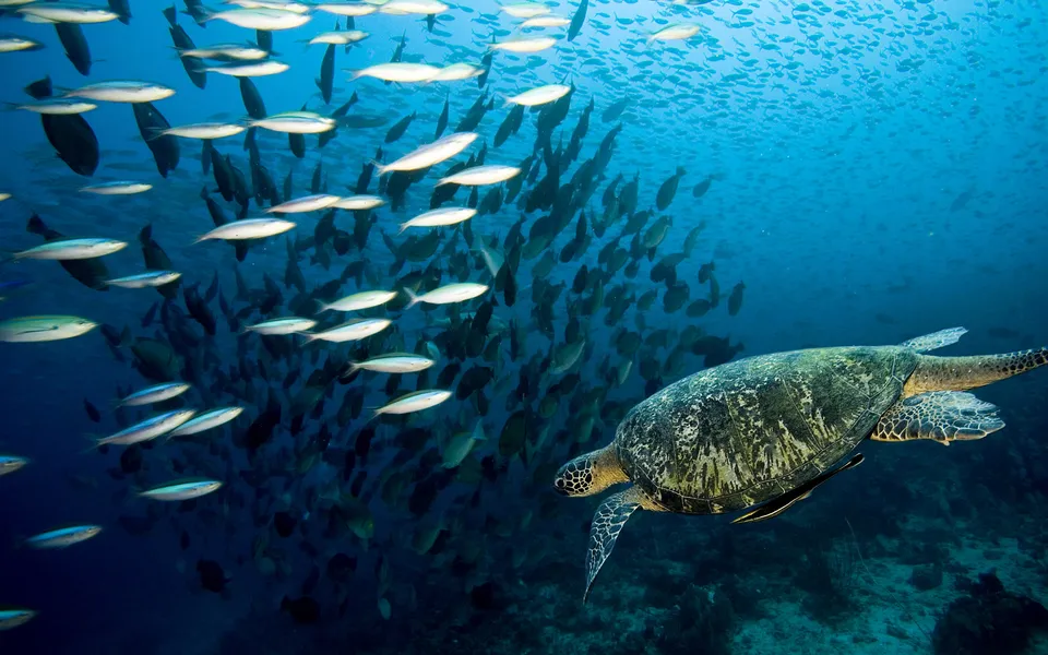 A sea turtle swims past a large school of fish in the deep blue ocean.