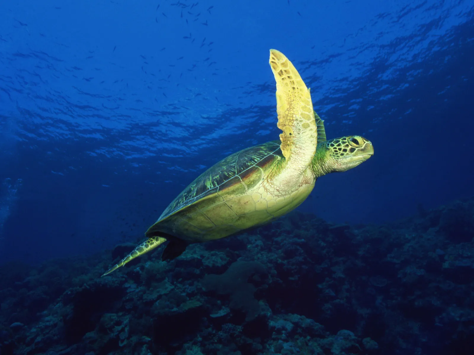 A large green sea turtle swims gracefully over a coral reef in the deep blue ocean.