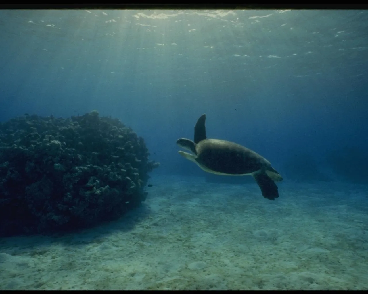 A sea turtle swims gracefully underwater near a coral reef, with sunbeams filtering down from the surface.