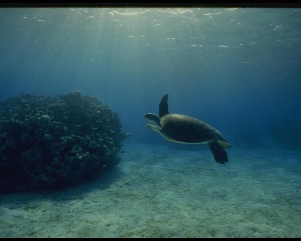 A sea turtle swims gracefully underwater near a coral reef, with sunbeams filtering down from the surface.