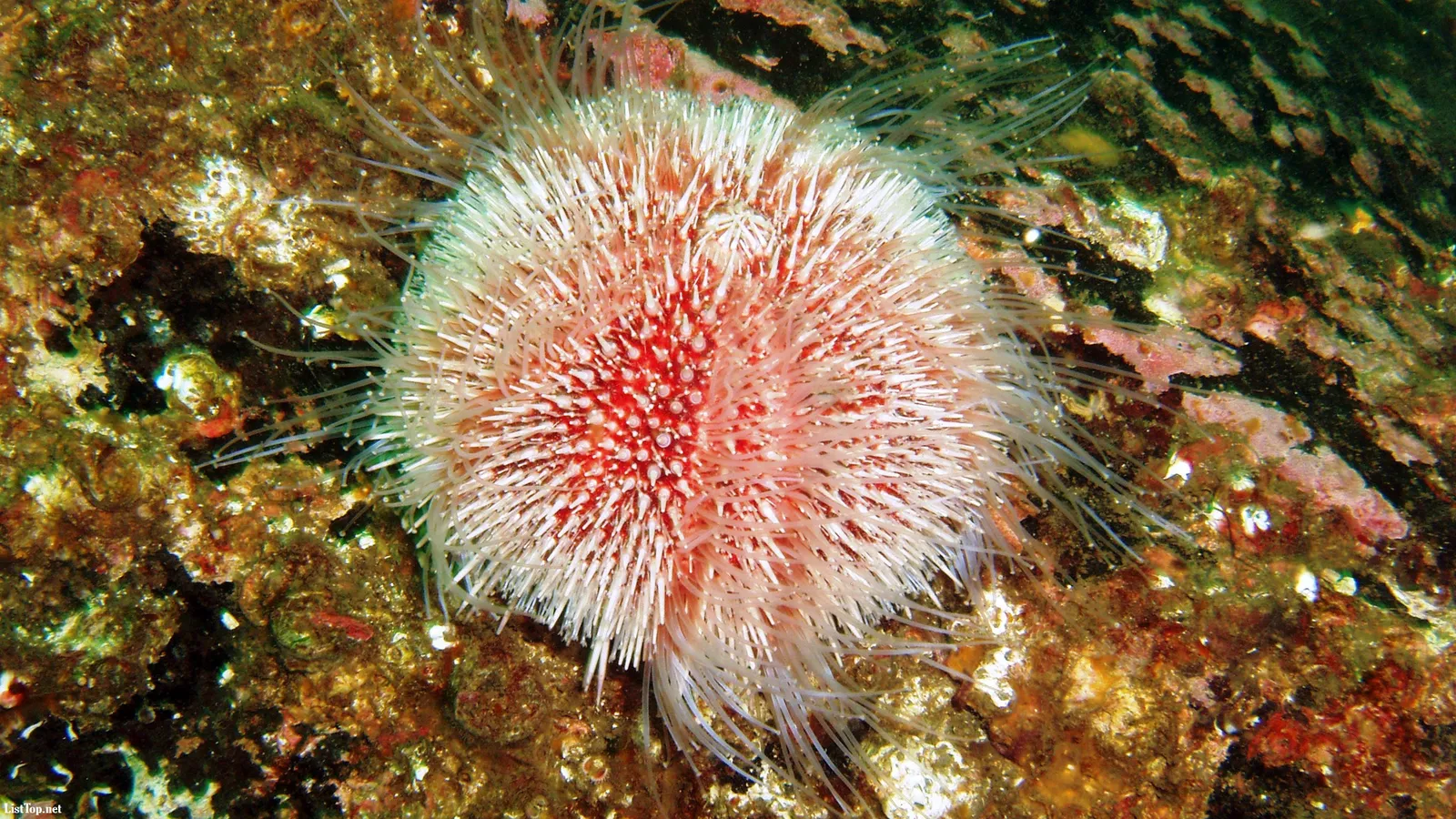 A close-up view of a pink and white sea urchin with long spines, resting on a rocky, algae-covered seabed.