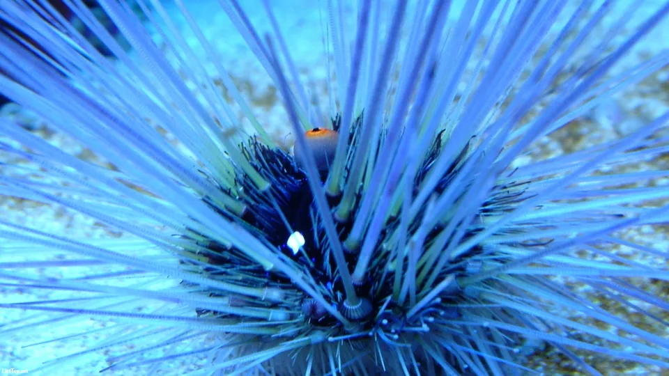 A close-up view of a sea urchin with many long, thin, blue spines radiating outwards.