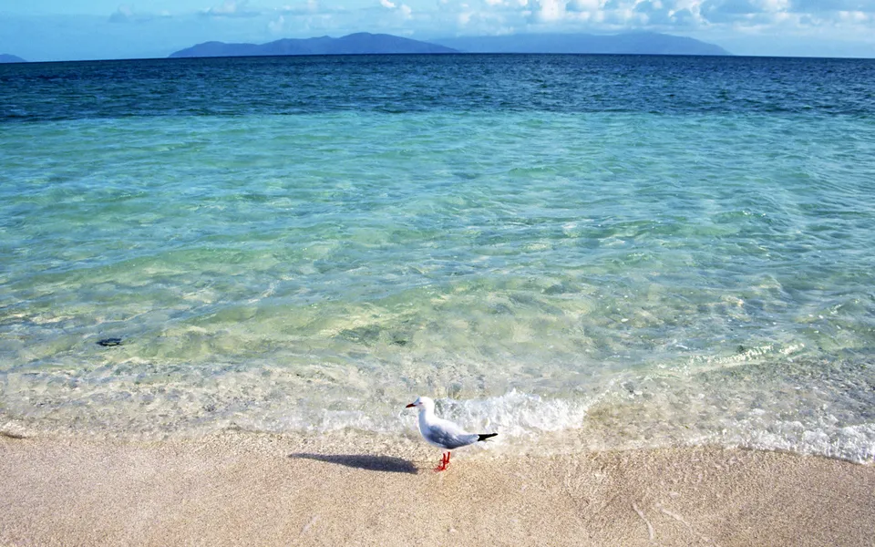A seagull stands on a sandy beach next to clear turquoise water with waves lapping the shore.