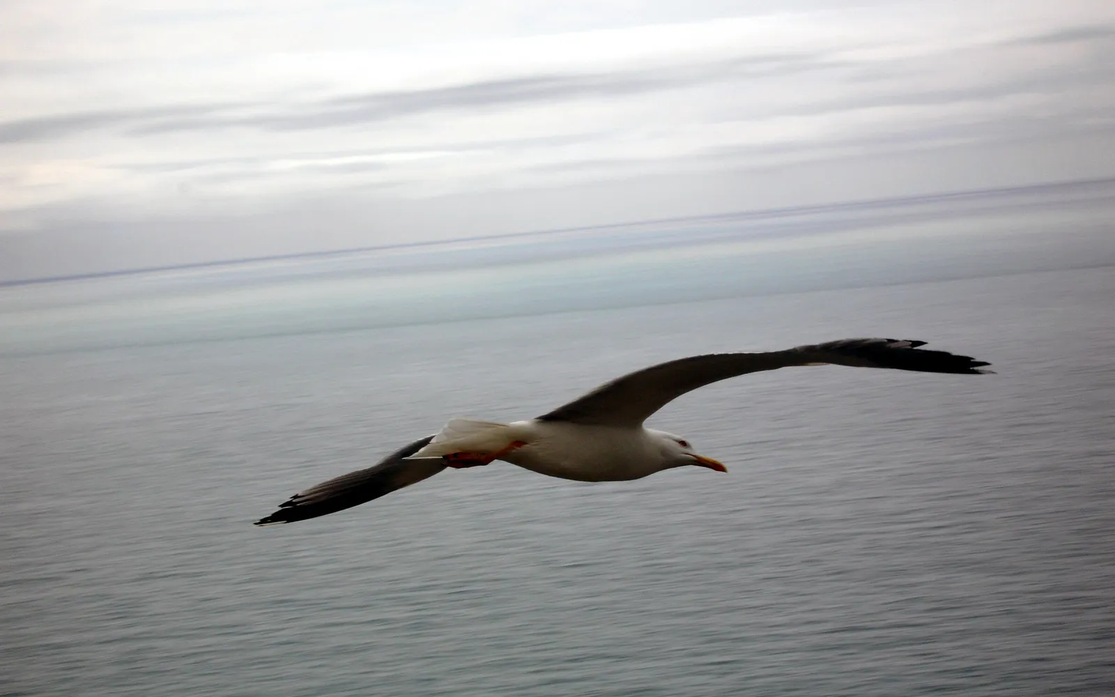 A seagull flies over the ocean with a cloudy sky in the background.
