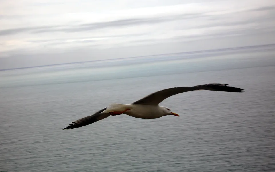 A seagull flies over the ocean with a cloudy sky in the background.