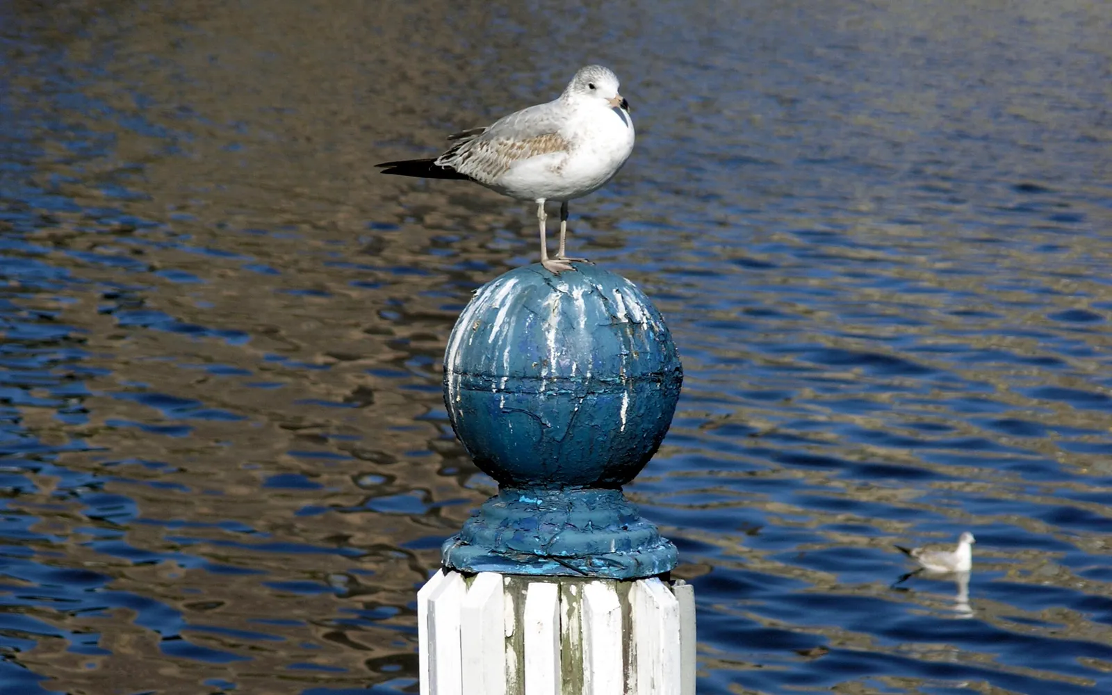 A seagull stands on a blue spherical post in the water, with another bird visible in the distance.