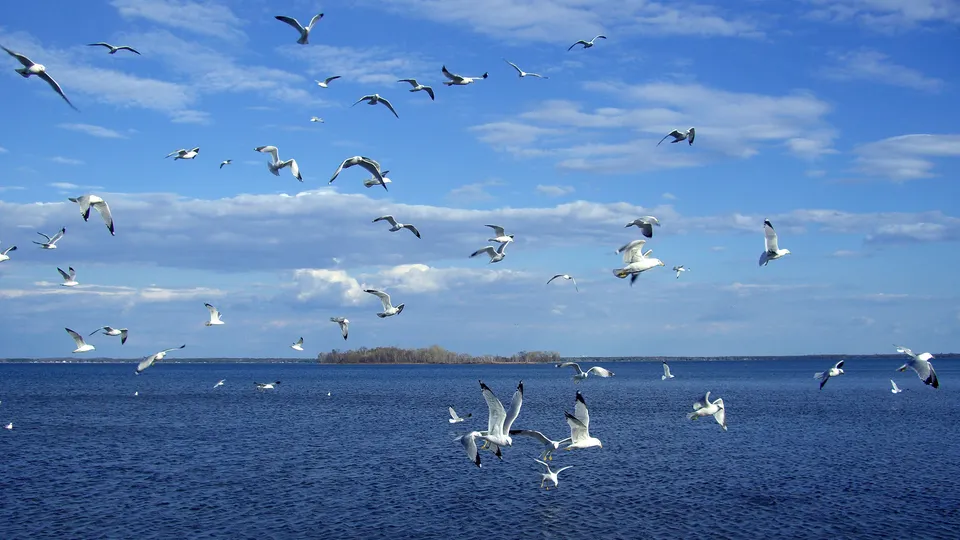 A large flock of seagulls flies over a deep blue body of water under a partly cloudy sky.