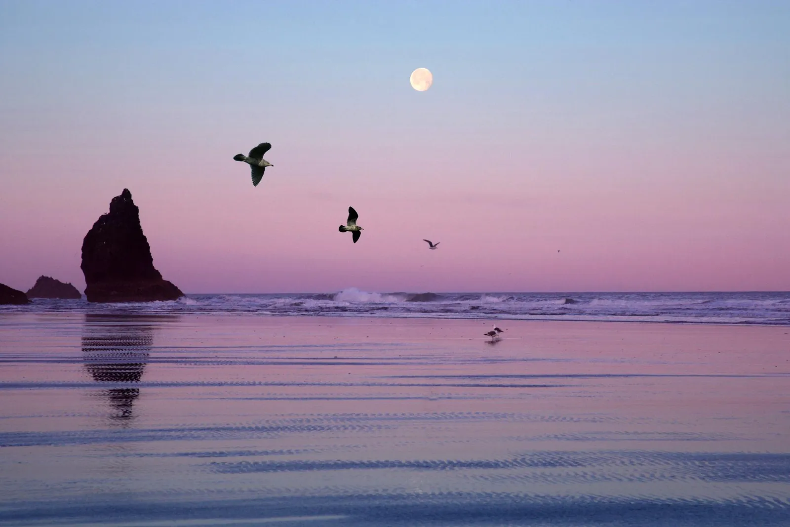 Seagulls fly over a wet beach with the moon visible in the pastel sky.