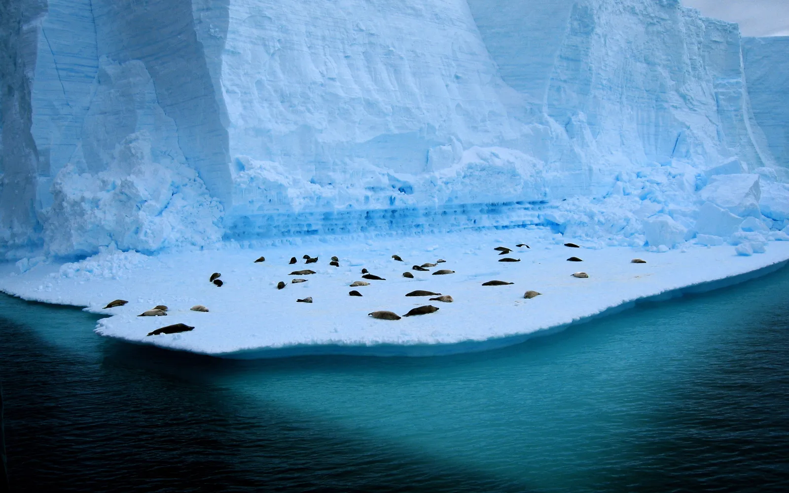 A colony of seals rests on a large, flat iceberg floating in deep blue water, with a massive ice cliff in the background.