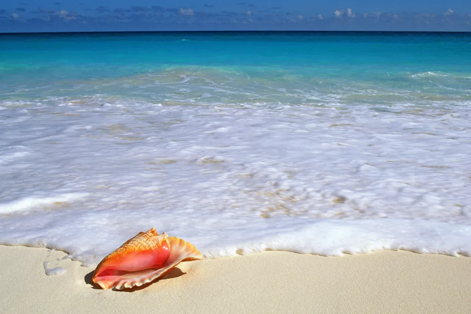 A pink and orange conch seashell rests on a sandy beach as a gentle wave washes over it.