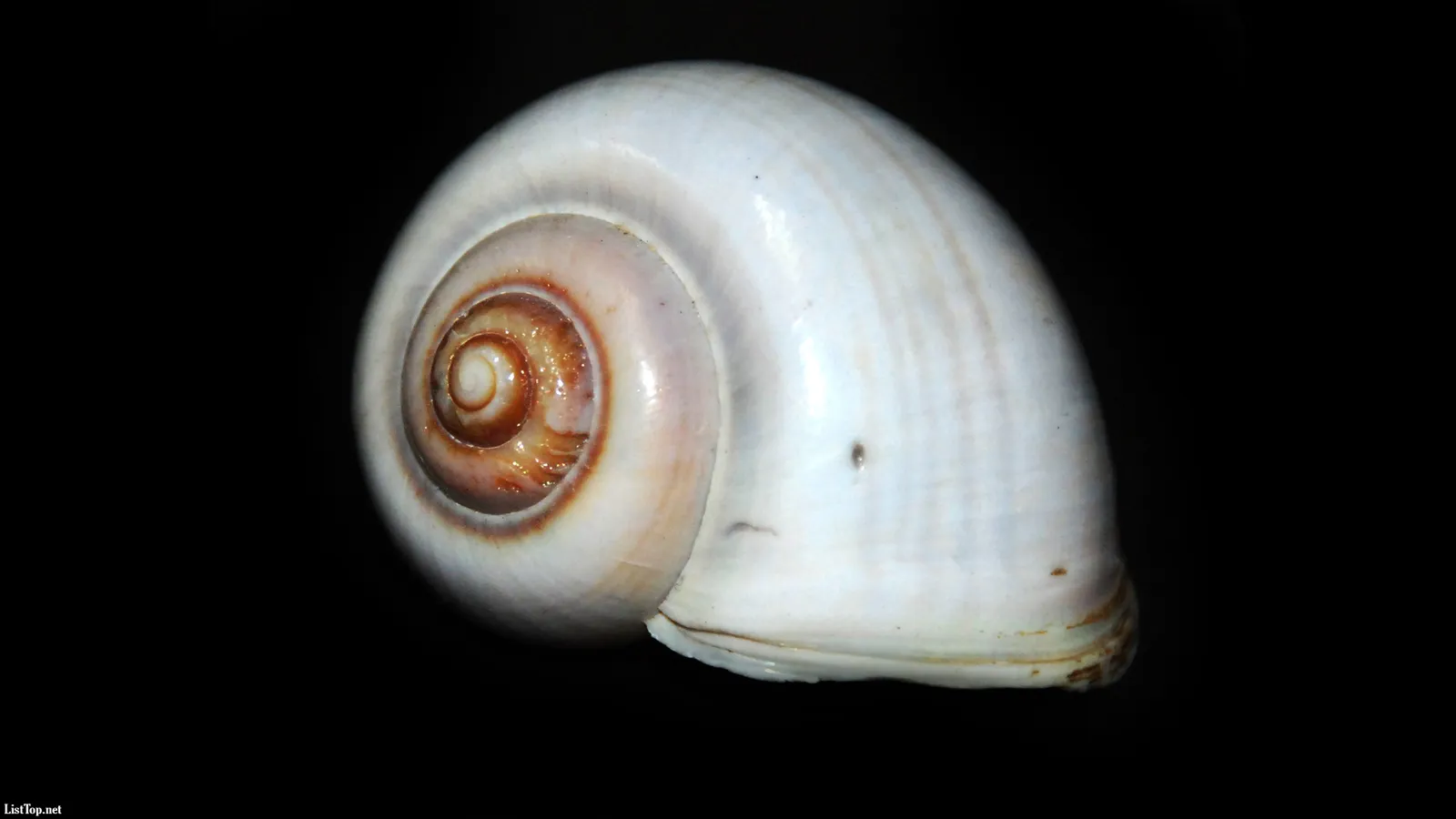 A white spiral seashell with brown interior whorls is shown against a black background.