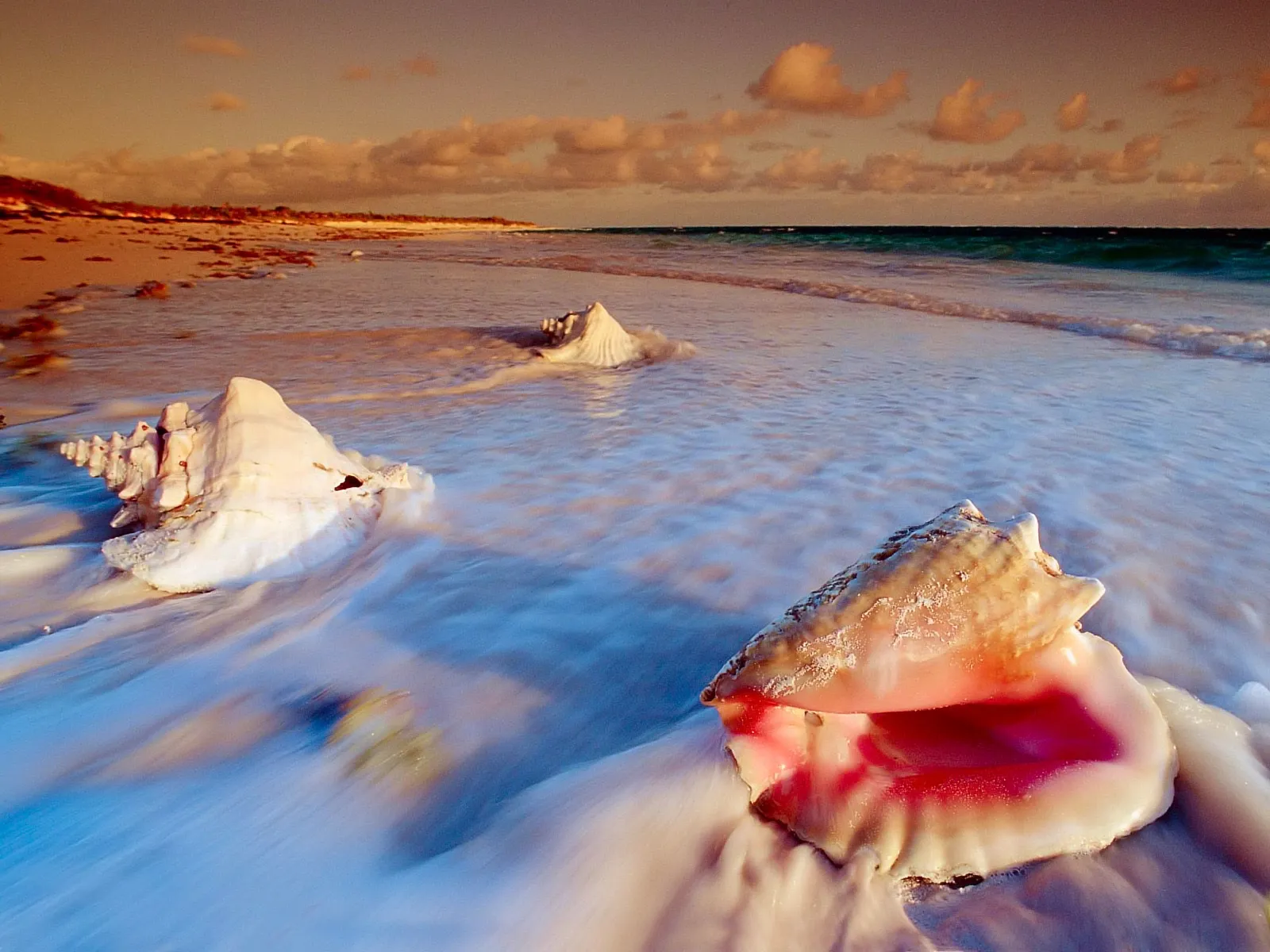 Three large seashells are partially submerged in shallow ocean water on a sandy beach, with gentle waves washing over them.