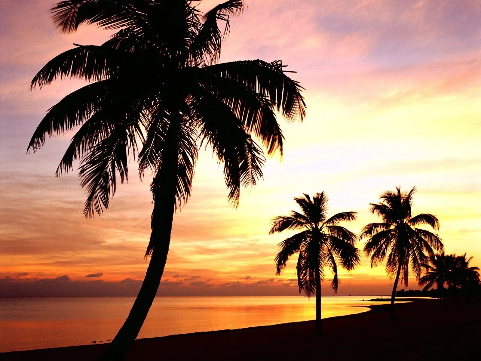 Silhouetted palm trees on a beach at sunset with a colorful sky and calm ocean.