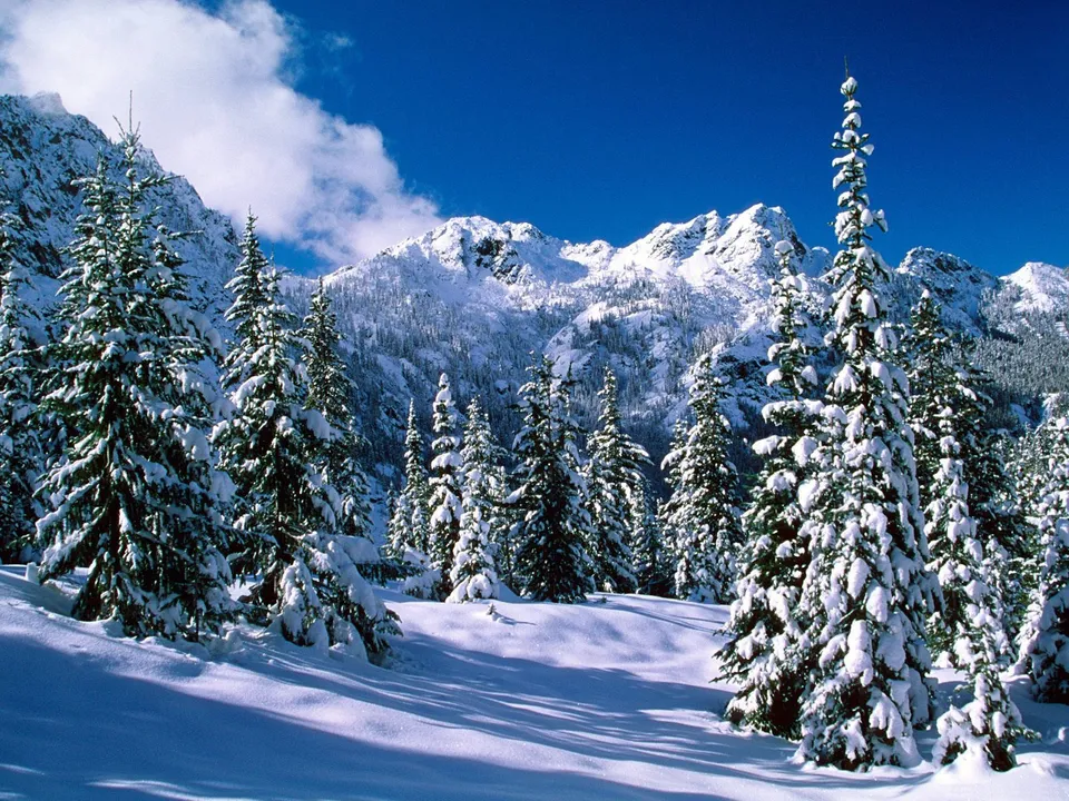 A serene winter landscape with snow-laden pine trees and snow-covered mountains under a bright blue sky with clouds.