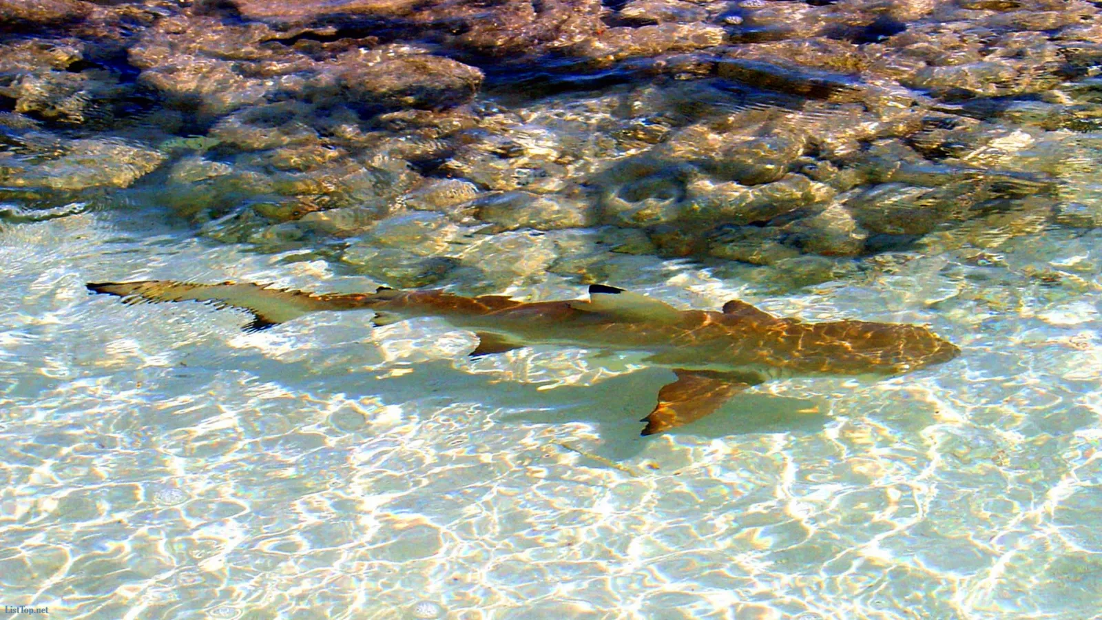 A small reef shark swims in shallow, clear turquoise water over a sandy bottom with rocks visible.