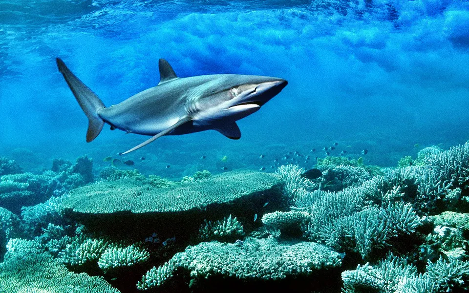 A shark swims gracefully over a colorful coral reef in clear blue ocean water.