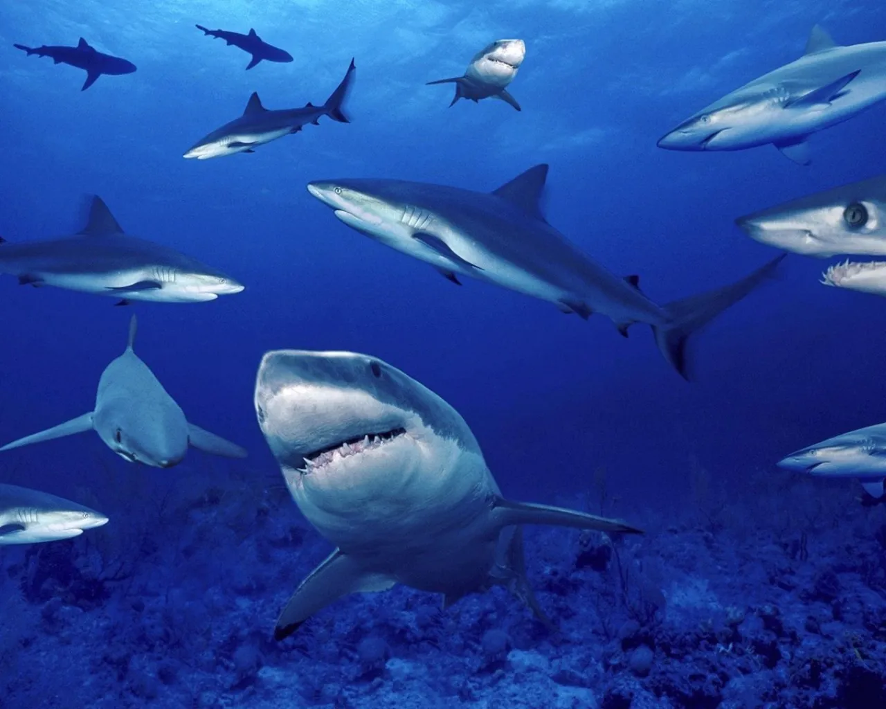 Multiple sharks swim in the deep blue ocean, with one large shark in the foreground.