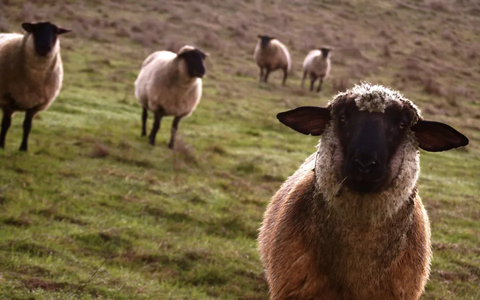 A close-up of a sheep with a black face and brown wool, looking directly at the camera, with other sheep in the blurred background on a grassy hill.