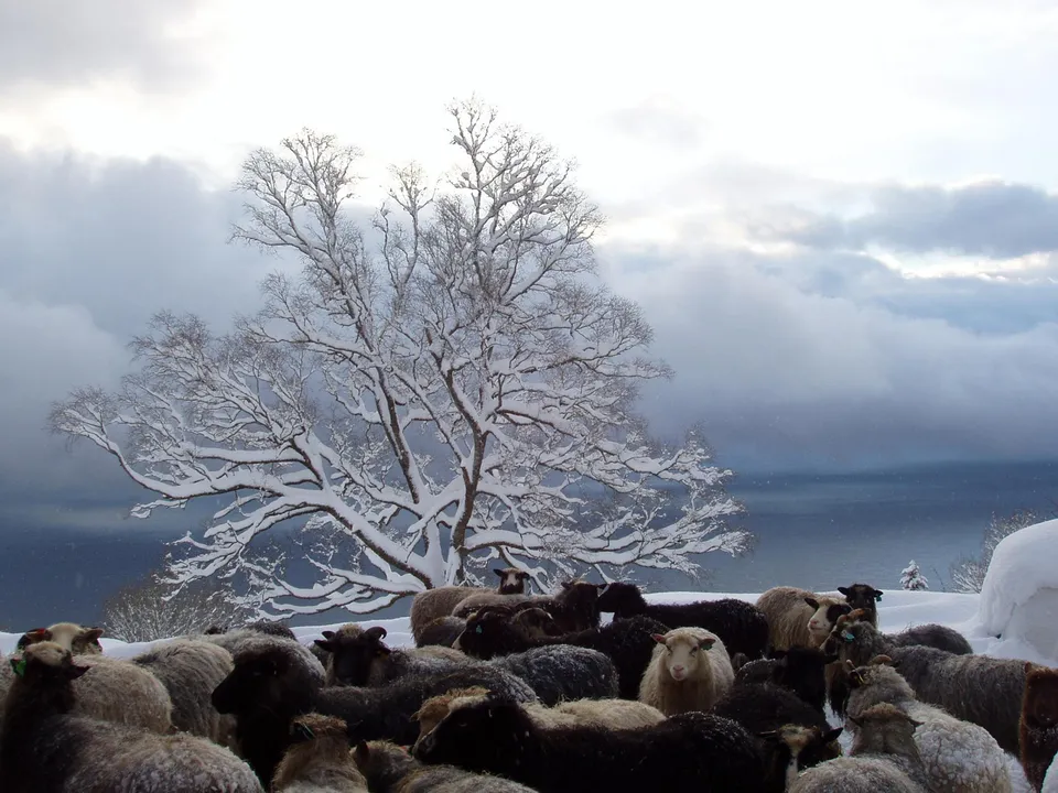 A flock of sheep huddle together in a snowy landscape with a snow-covered tree and cloudy sky.